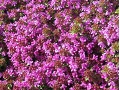 Thymus praecox 