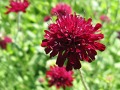 Knautia macedonica  