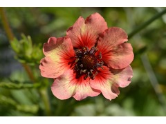 Potentilla 