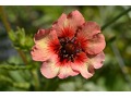 Potentilla 