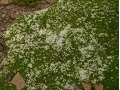 Thymus praecox x citriodorus  