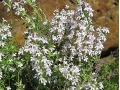 Thymus fragrantissimus 