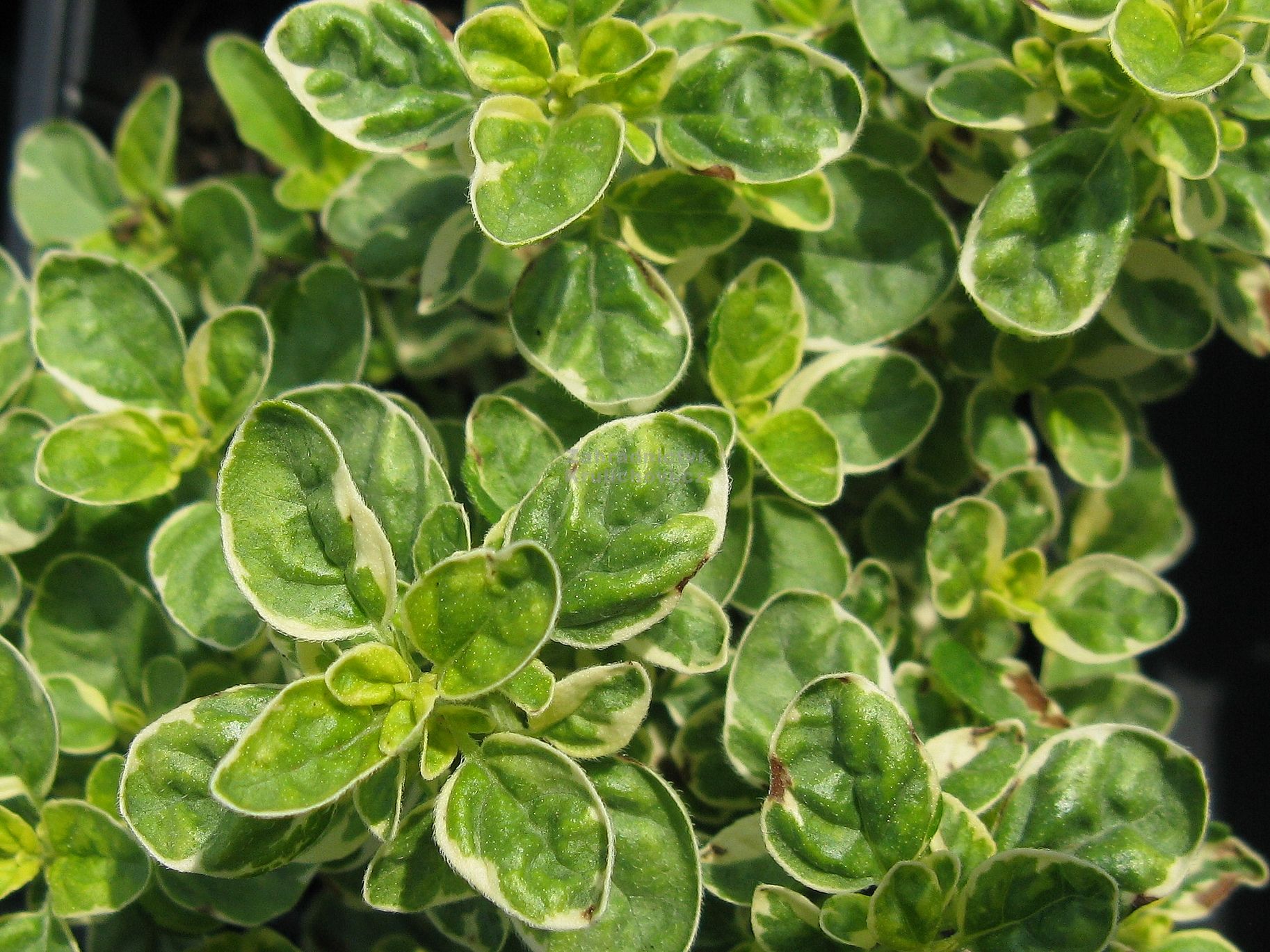 Origanum vulgare " Polyphant " - oregáno, dobromysl Zahradnictví Krulichovi  - zahradnictví, květinářství, trvalky, skalničky, bylinky a koření