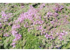 Thymus serpyllum 