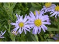 Aster amellus 