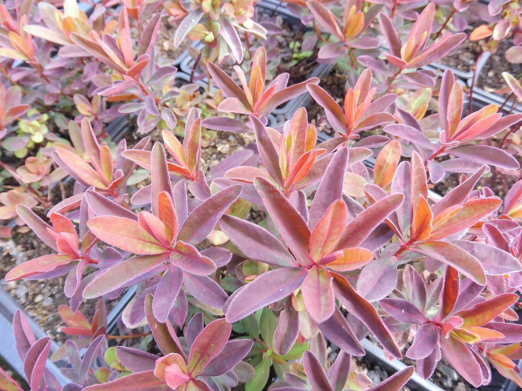 Euphorbia polychroma 
