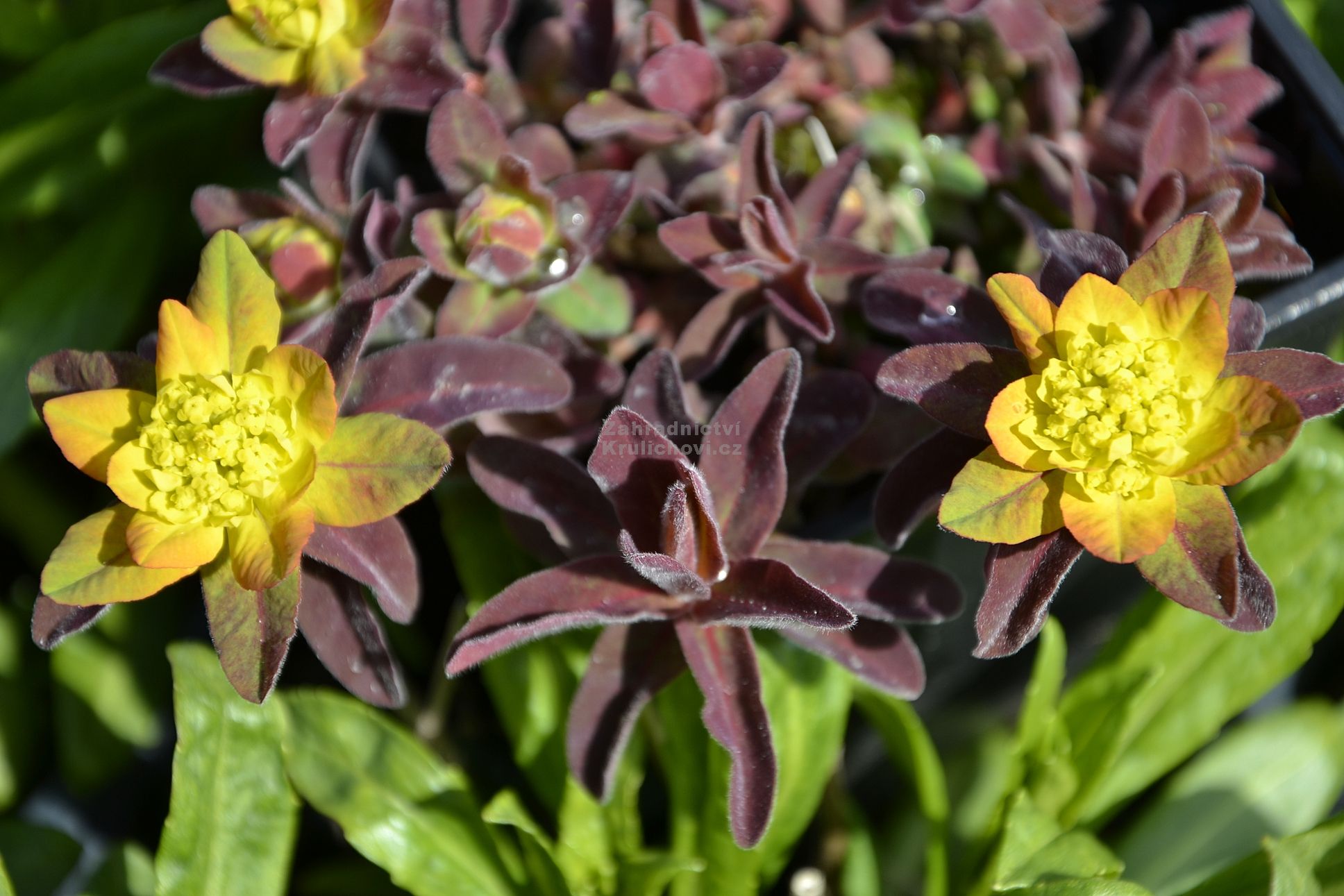 Euphorbia polychroma 
