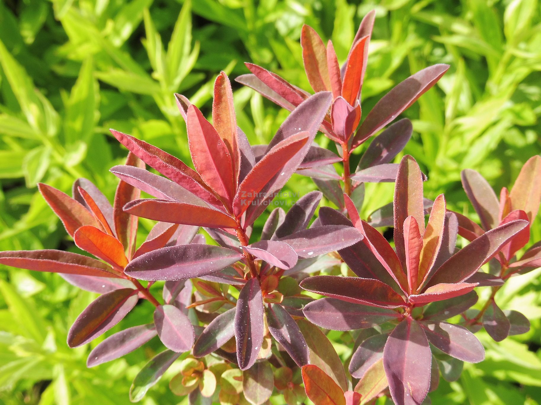 Euphorbia polychroma 