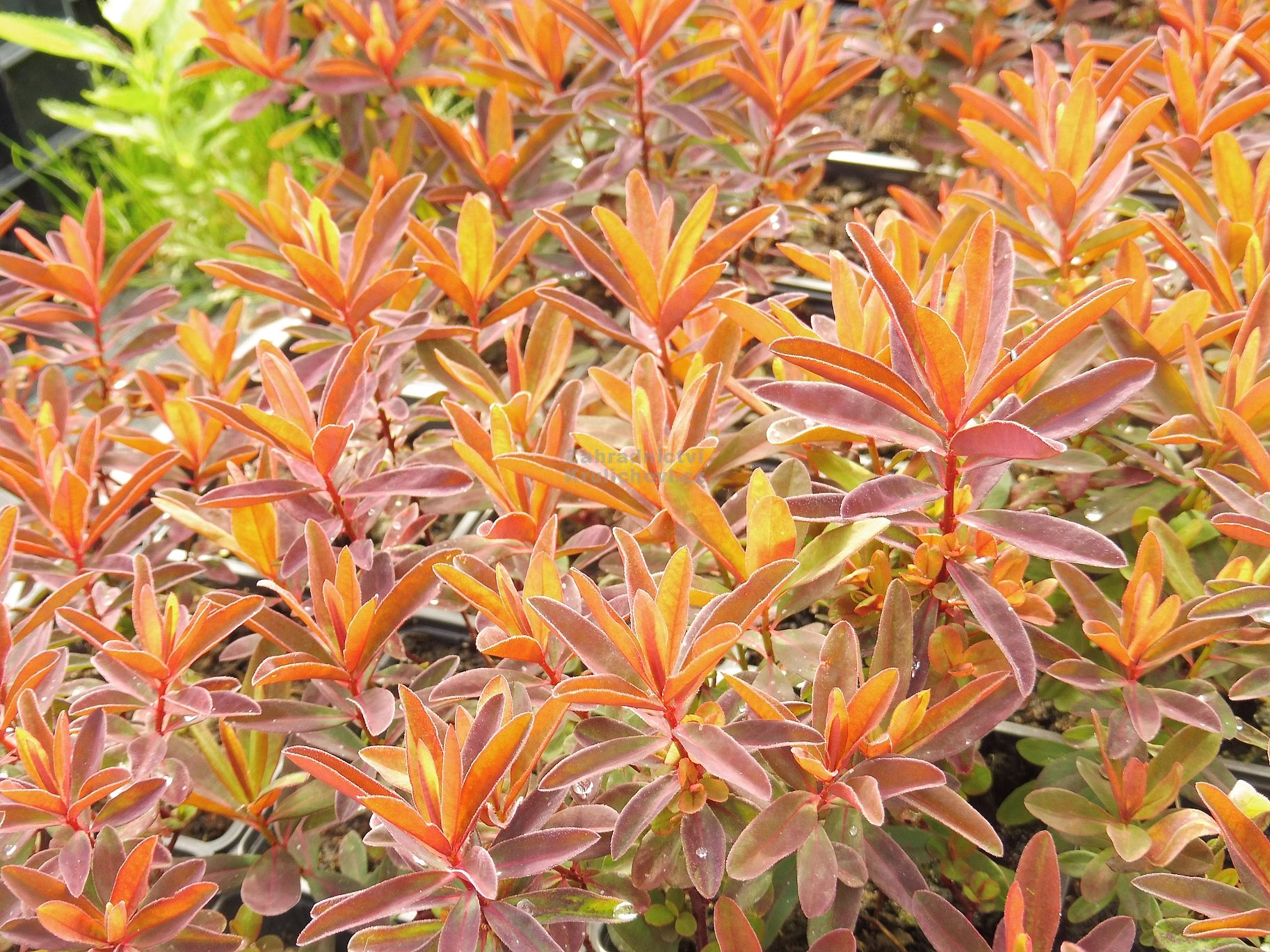 Euphorbia polychroma 