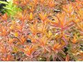 Euphorbia polychroma 