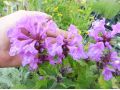Stachys ( Betonica) grandifora 