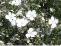 Linum perenne Nanum Album  