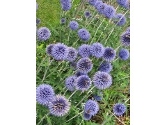 Echinops bannaticus  
