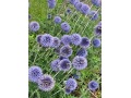 Echinops bannaticus  