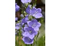 Campanula persicifolia 