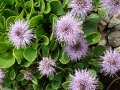 Globularia incanescens - koulenka