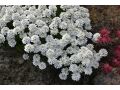 Iberis sempervirens 