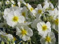 Helianthemum 