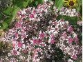 Aster lateriflorus 