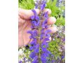 Salvia pratensis Fashionista® 