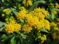 Solidago cutleri - zlatobýl