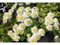 Tanacetum parthenium 
