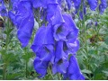 Aconitum carmiachaelii 