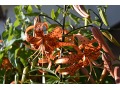 Lilium tigrinum  - lilie tygrovaná