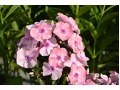 Phlox paniculata 