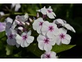 Phlox paniculata 