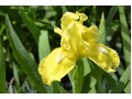 Iris x barbata Nana ( Iris pumila )