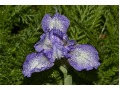 Iris x barbata Nana ( Iris pumila )