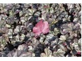 Heuchera 