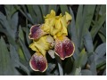 Iris germanica 