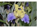 Iris germanica 
