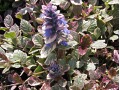 Ajuga reptans 