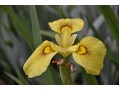 Iris pseudacorus 