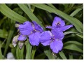 Tradescantia x andersoniana 
