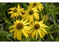 Echinacea 