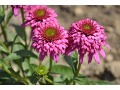 Echinacea 