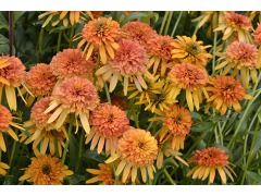 Echinacea 