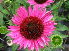 Echinacea 