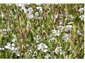 Gaura lindheimeri - svíčkovec