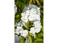 Phlox paniculata 