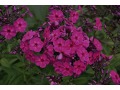 Phlox paniculata 