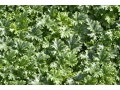 Heuchera 