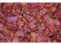 Heuchera 