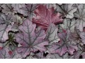 Heuchera 