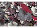 Heuchera 