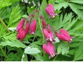 Dicentra formosa 